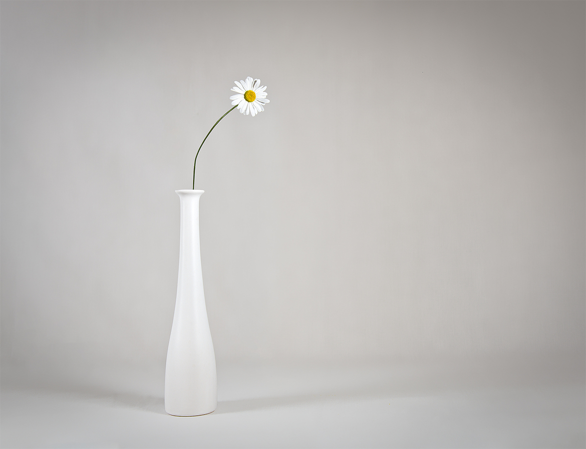 Ox Eye Daisy - Ann Laverock